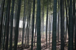 杭州云栖竹径旅游攻略：四季美景、交通路线与摄影打卡全指南