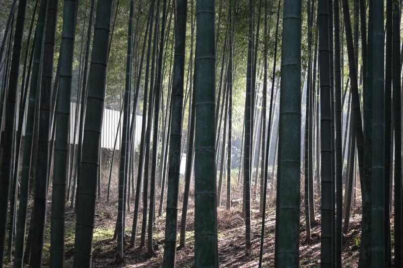 东方明珠图片拍摄全攻略:从最佳机位到完美瞬间捕捉技巧 东方明珠图片拍摄全攻略:从最佳机位到完美瞬间捕捉技巧