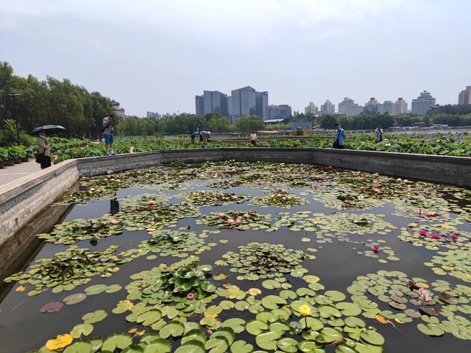 北京莲花池公园免费游玩全攻略:最佳赏荷季节、游览路线与交通指南 北京莲花池公园免费游玩全攻略:最佳赏荷季节、游览路线与交通指南