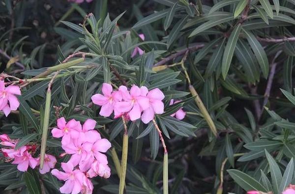 夹竹桃科植物养护指南:美丽背后的安全警示与家庭种植技巧 夹竹桃科植物养护指南:美丽背后的安全警示与家庭种植技巧