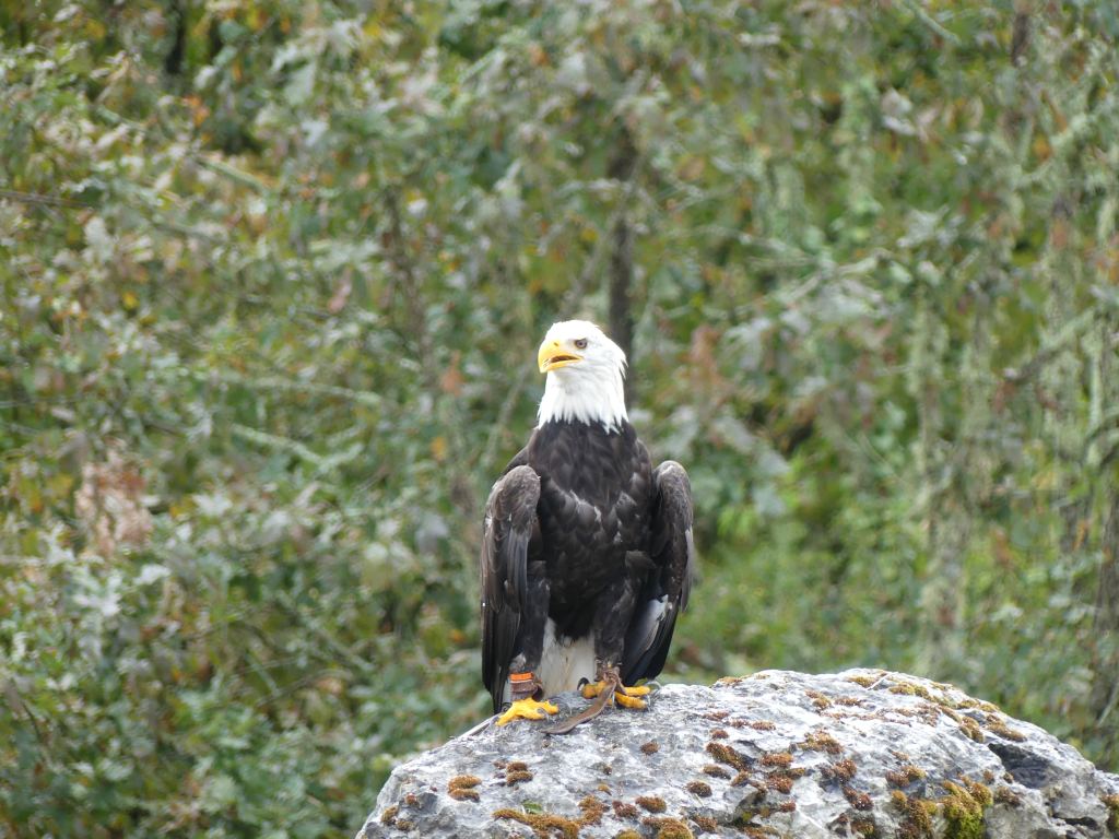海东青图片高清大全:快速识别拍摄技巧与免费资源下载 海东青图片高清大全:快速识别拍摄技巧与免费资源下载