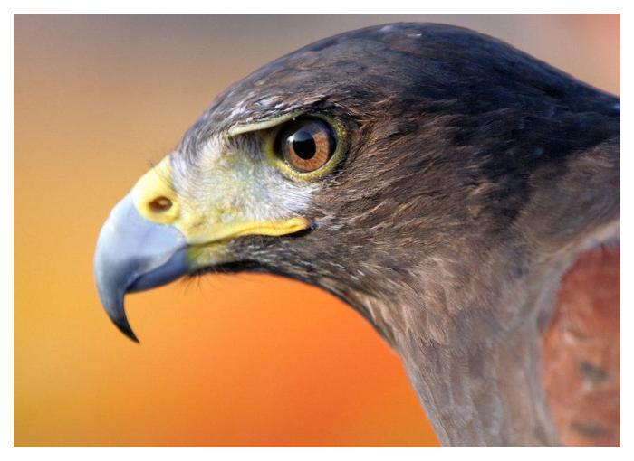 海东青图片高清大全:快速识别拍摄技巧与免费资源下载 海东青图片高清大全:快速识别拍摄技巧与免费资源下载