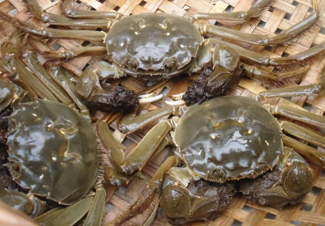 固城湖大闸蟹选购保存烹饪全攻略:从湖底到餐桌的鲜美秘诀 固城湖大闸蟹选购保存烹饪全攻略:从湖底到餐桌的鲜美秘诀