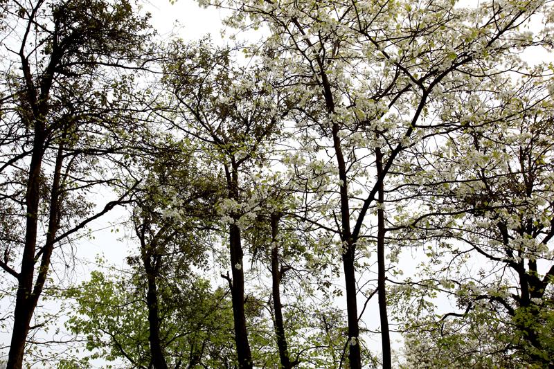 峨眉山天气全攻略:四季变化规律、实时预报与旅游应对技巧,助你轻松规划完美旅程 峨眉山天气全攻略:四季变化规律、实时预报与旅游应对技巧,助你轻松规划完美旅程